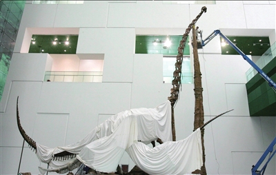 昨天，工作人員為即將亮相的恐龍骨架做最後安裝固定工作。範繼文攝/京華時報 <I>&#</I>13;<I>&#</I>13;